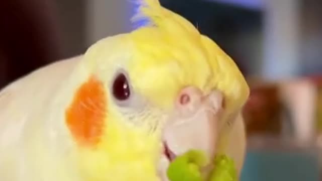 Cocktail bird eats vegetables greedily and quickly