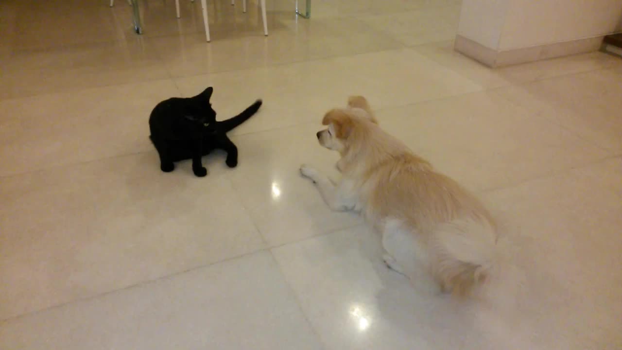 Cat & Dog video