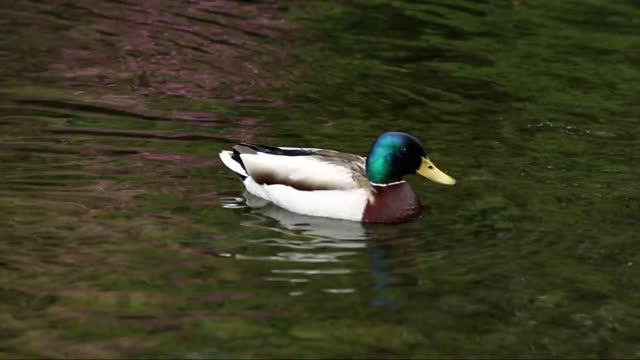 Beautiful and amazing Ducks