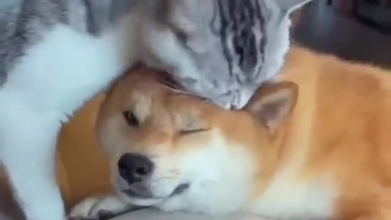 Unlikely Friendship: Astonishing Cat and Dog Duo!