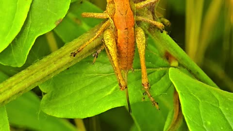 Brown grasshopper / beautiful insect in nature.