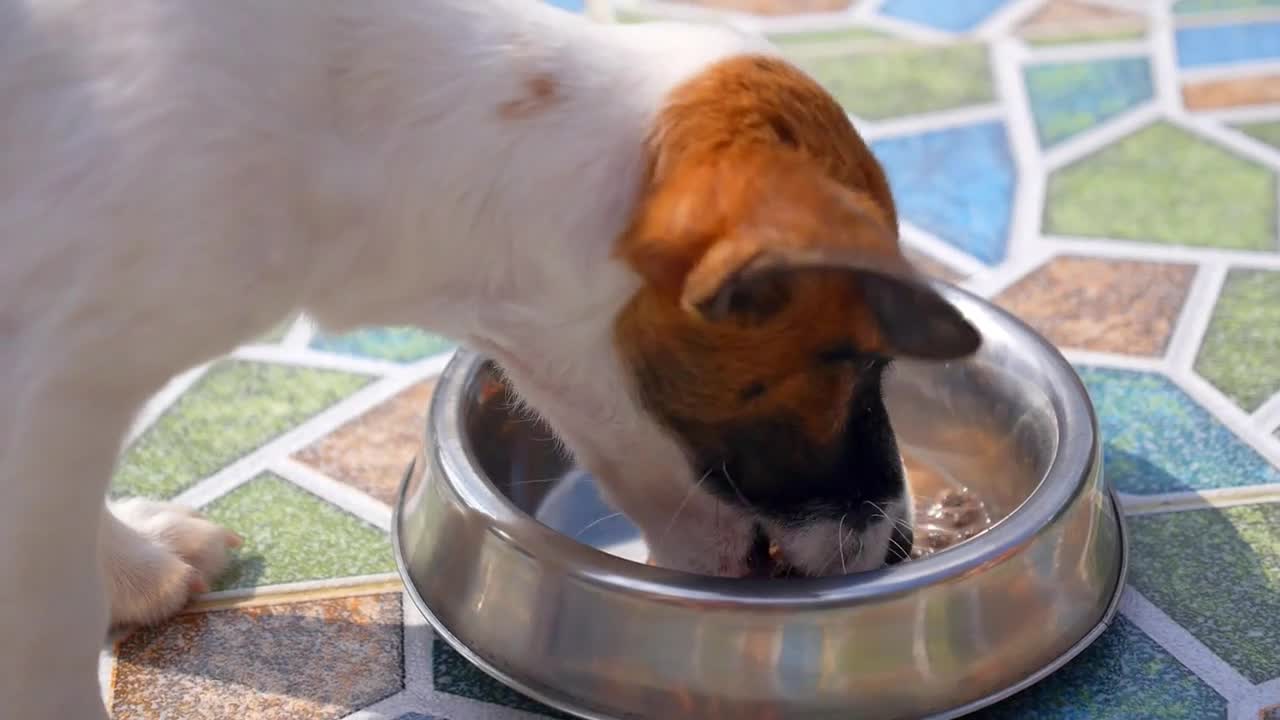 Cute Hungry Puppy Eating Dog Food. Close up