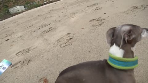 Take my Dog to the beach for the first time