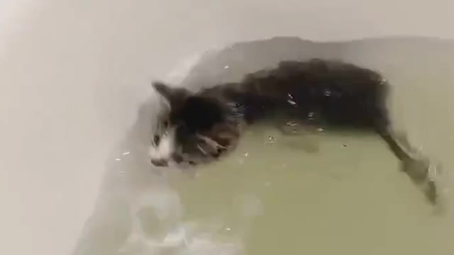 Funny Cat | Swimming Cat