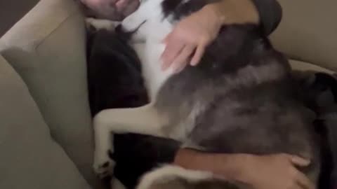 CLINGY HUSKY JUST WANTS HER DAD'S CUDDLES