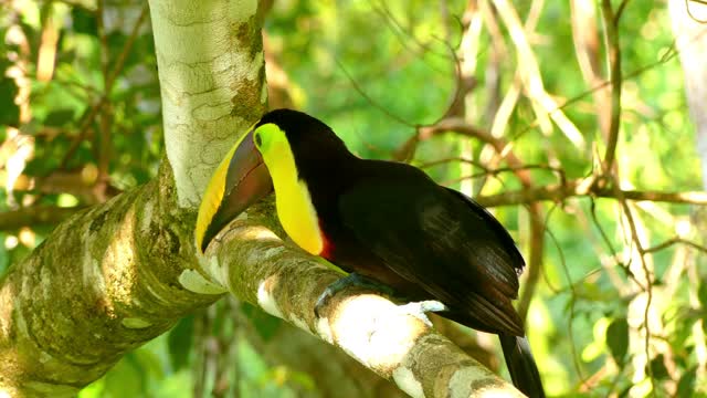 A Yellow-Throated Toucan on a Tree Branch