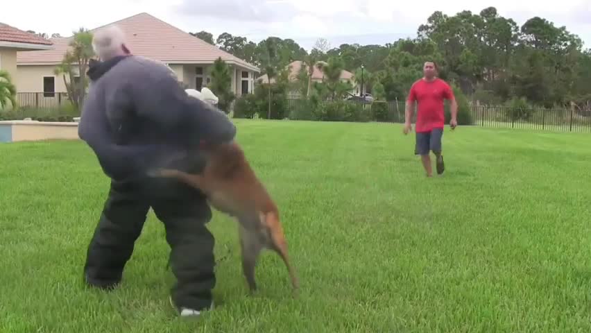 How To Make Dog Aggressive With Few Simple Tricks