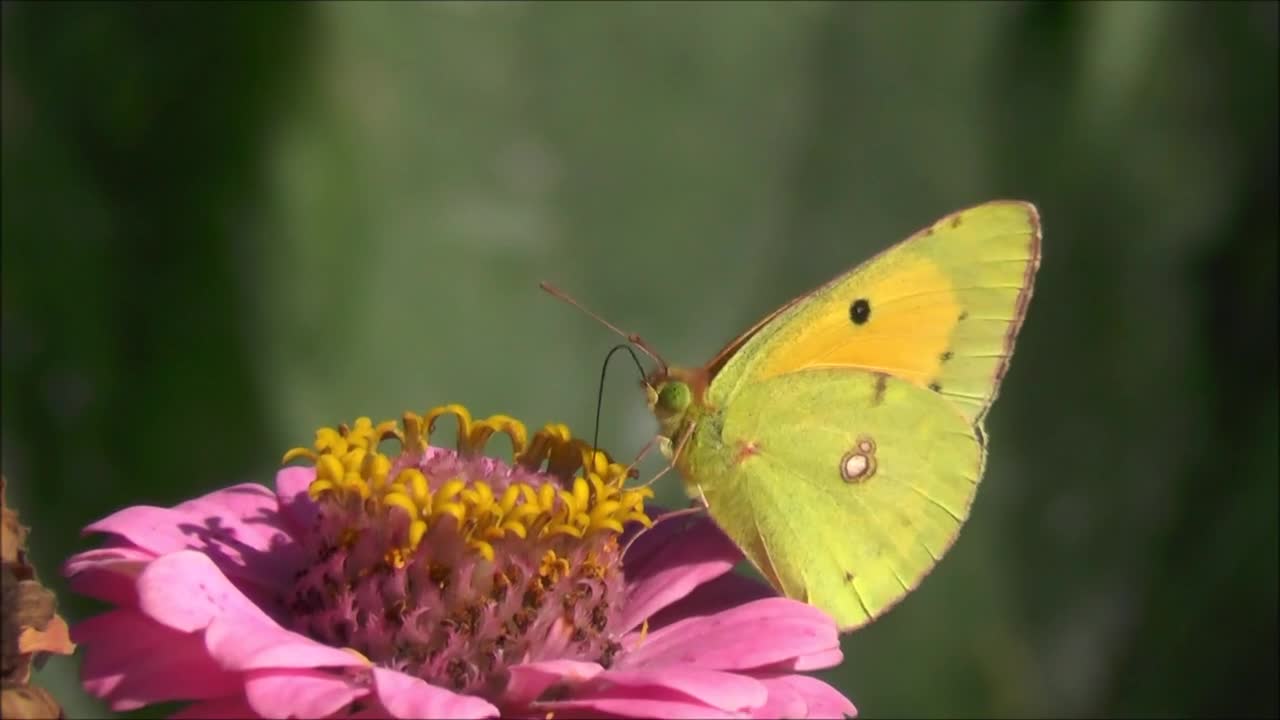 Spring butterfly in bright colors absorbs nectar.