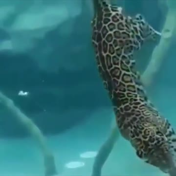 What happens when a leopard dives for food?