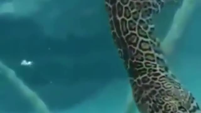 What happens when a leopard dives for food?