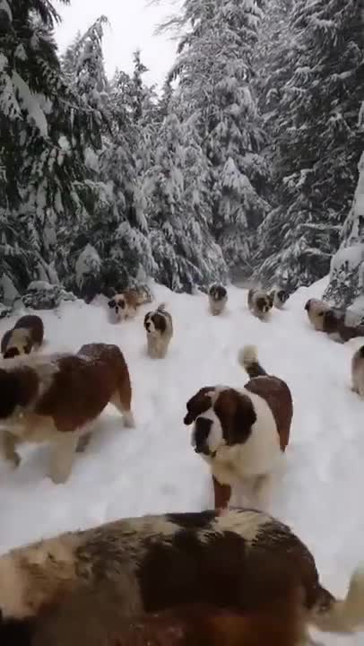 Mike Lindell, His Businesses And Charities Just Got Completely De-Banked