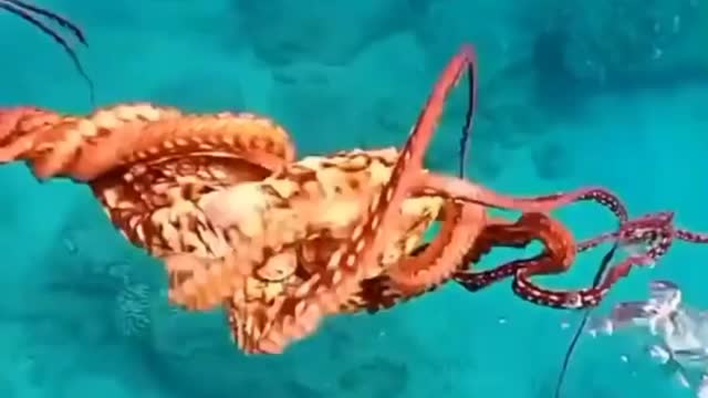 Circus octopus