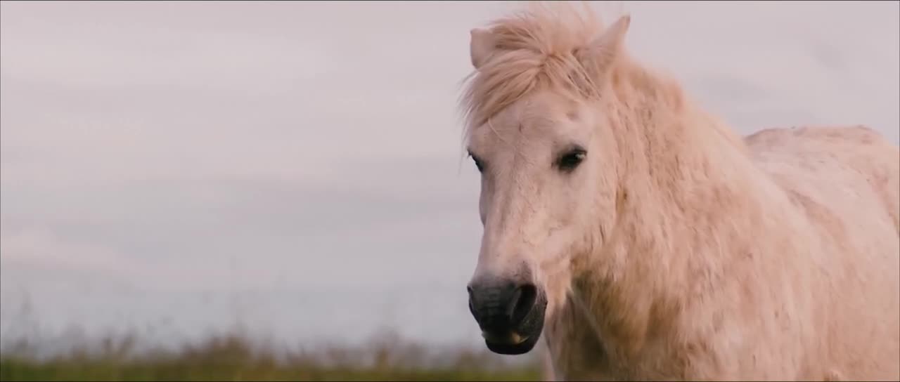 Animals - Horse ivory white beauty portrait