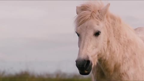 Animals - Horse ivory white beauty portrait