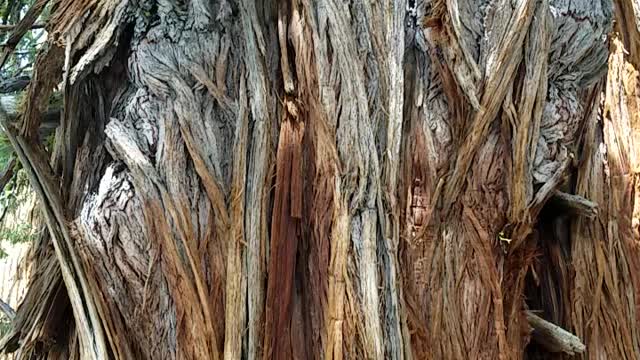 Beautiful Tree in the Tahoe National Forest