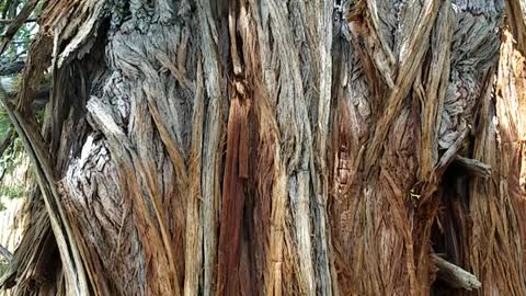 Beautiful Tree in the Tahoe National Forest