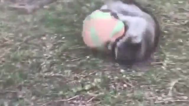 Raccoon playing and having way to much fun