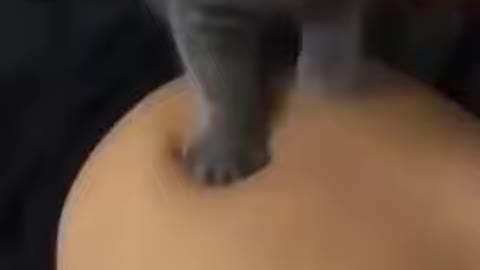 cat cute massage