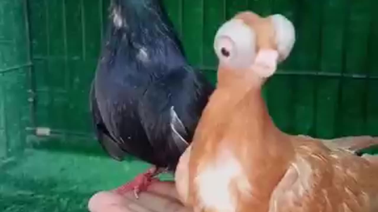 Alien pigeon