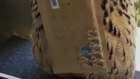 letter from Hogwarts🦉✉️ #owl #owls #owlsofinstagram #shortsvideo #animal #birds.mp4
