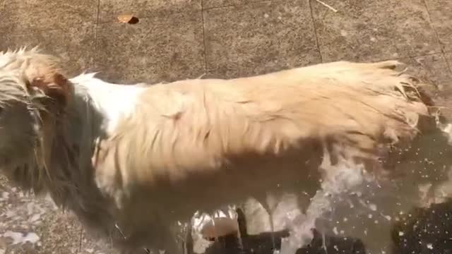 Boston Terriers have fun playing in the pool