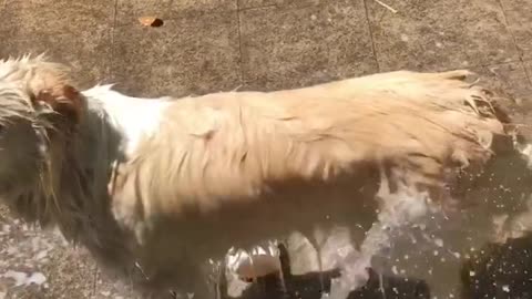 Boston Terriers have fun playing in the pool