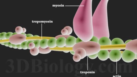 Muscle Contraction 3D