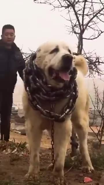 Monster Alabai - Central Asian Shepherd Dog #shorts