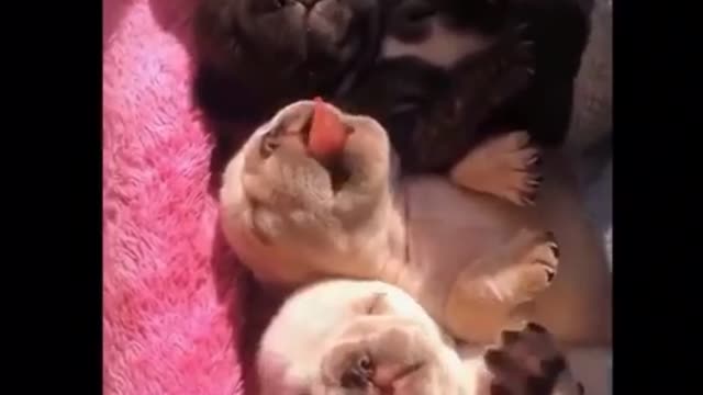Baby Pets ❤️ Cute and Funny