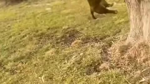 amazing funny animals