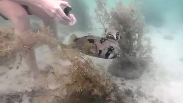 PUTTER FISH PATIENTLY WAIT FOR RESCUE