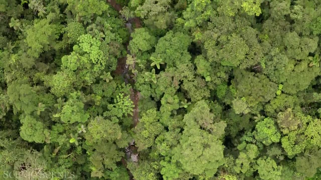 amazon raining forest and relaxing video