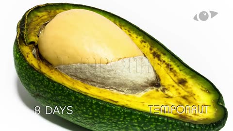 Avocado Timelapse (2)