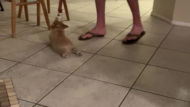 Corgi Helps to Clean the Floors