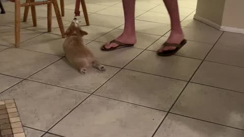 Corgi Helps to Clean the Floors