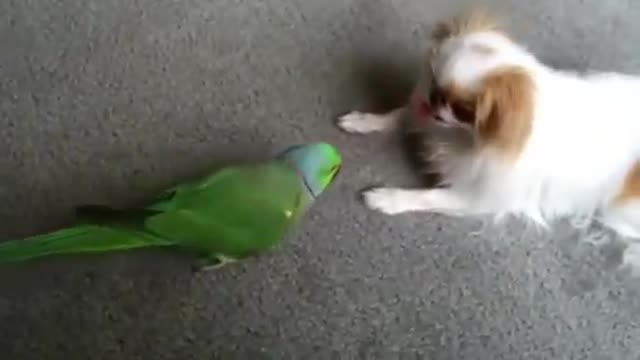 / Bird & Puppies — While Rambo the cute Cavalier King Charles is playin