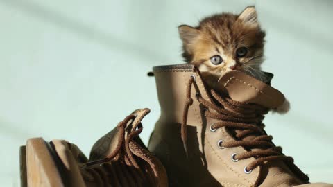 Cute Cat in the shoes looking so adorable 💕❤️