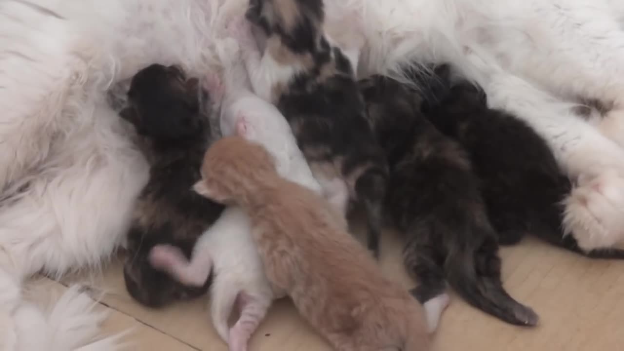 Little cats suckling from her mother