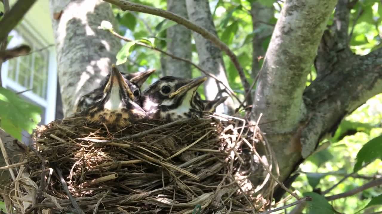 Baby birds in tree nest outdoors