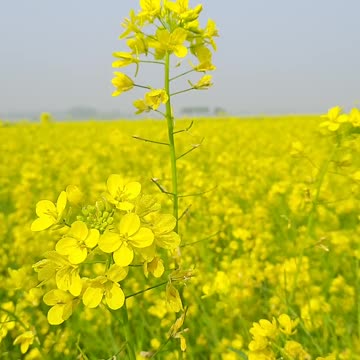 Close Up View of Field of Mustard Flower