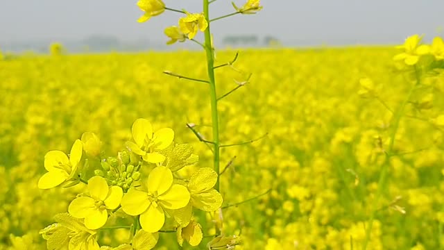 Close Up View of Field of Mustard Flower