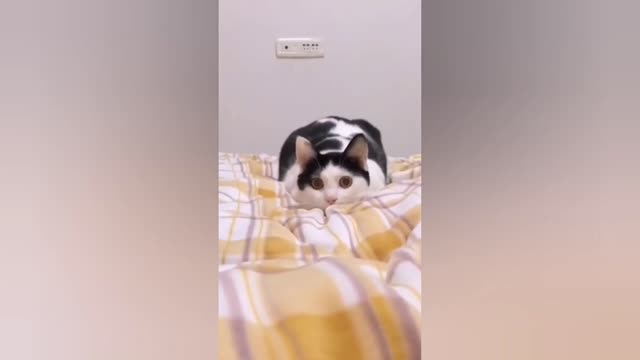 Funniest Animals 🐱- Best FUNNY CAT Videos EVER 2021