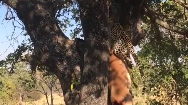 A thrilling display of strength and survival skills by a leopard in Ulusaba