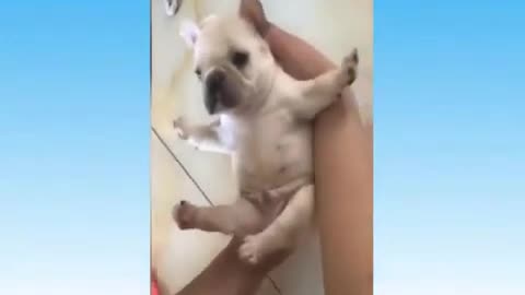 Funny Animals - Compilation 01