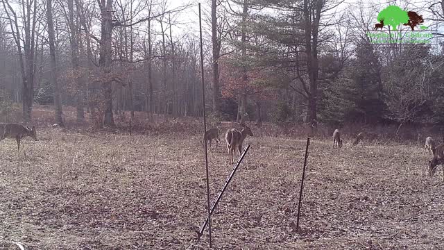 Spring Food Plots That Build Healthy Soil