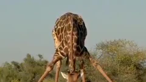 strange giraffe