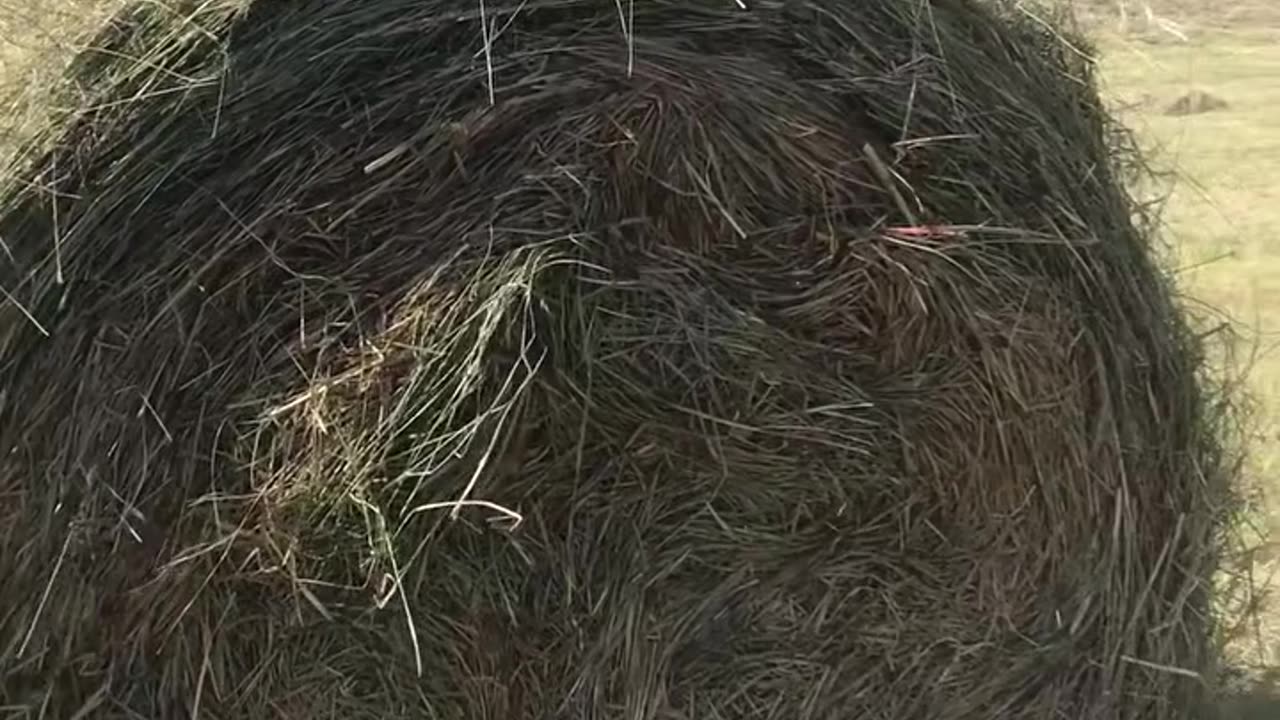 Harvesting hay from natural slopes