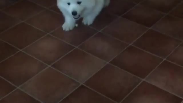 SLOW MOTION: Fluffy puppy chasing broom to Chariots of fire.