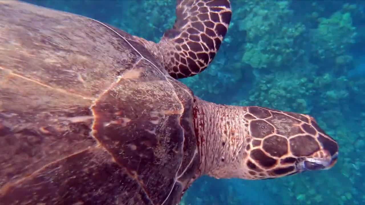 See how turtles move in clear water