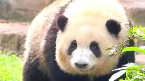 The panda waddled along. It was so cute